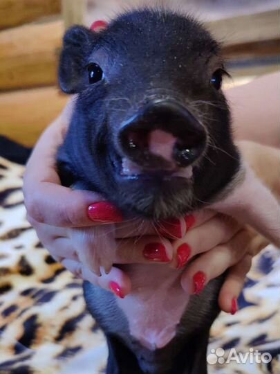 Минипиг минипигги мини пиг мини пигги