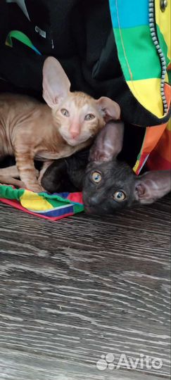 Котята