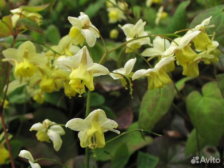 Излишки из сада