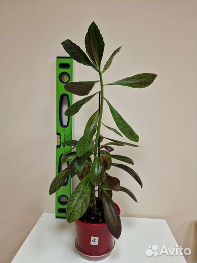 Дерево любви