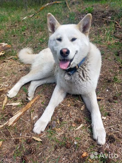 Собака бесплатно в добрые руки