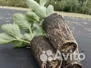 Рассада клубники круглогодичная