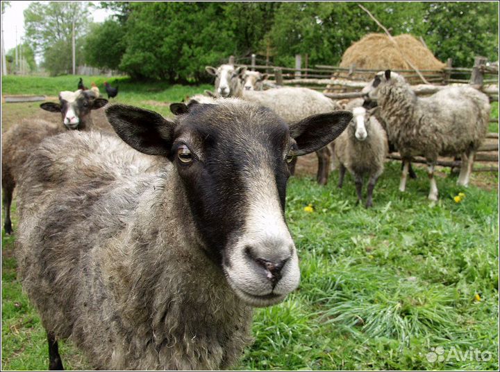 Продам баранину