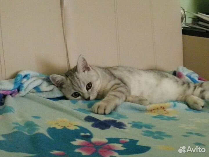 Передержка животных (только кошки)