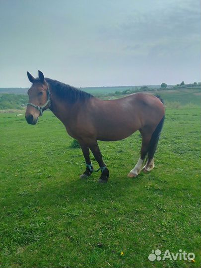 Кобыла тяжеловозной помеси