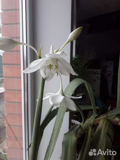 Эухарис амазонская лилия