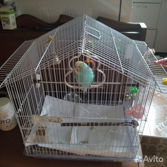 Продаю попугая девочку