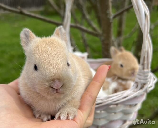 Карликовые крольчата, мини малыши