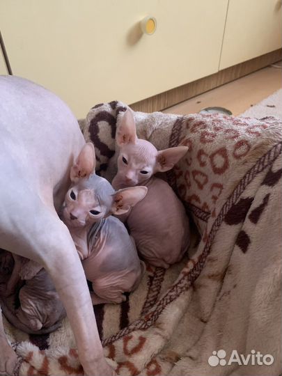 Донской сфинкс котенок