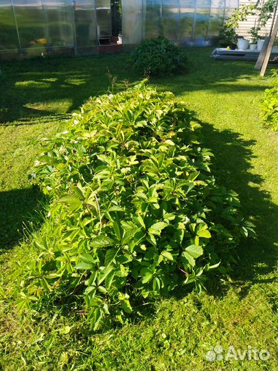 Девичий виноград