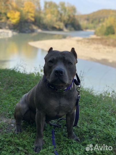 Вязка амстаф терьер