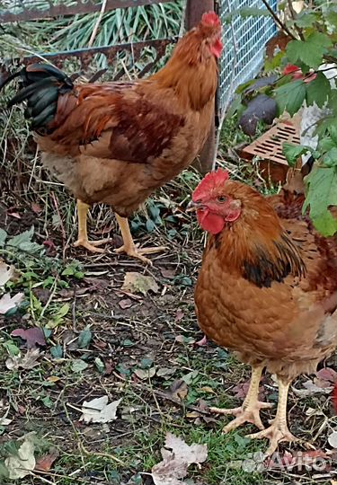 Петухи