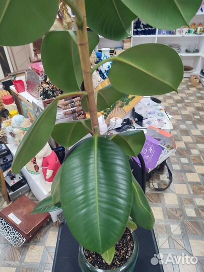 Фикус эластика большой