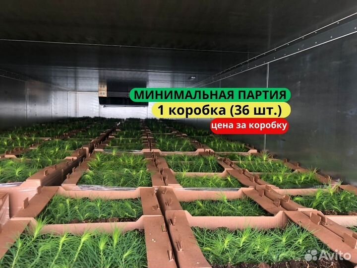 Сеянцы ели зкс от производителя