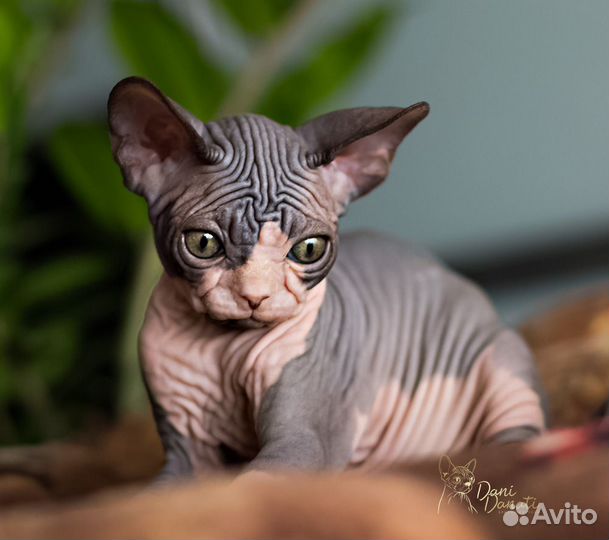 Эксклюзивный мальчик сфинкс - видео