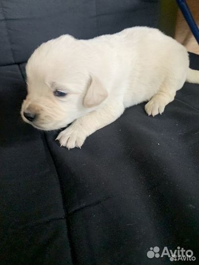 Щенки Лабрадор + Ретривер