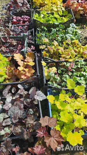 Гейхера гейхерелла