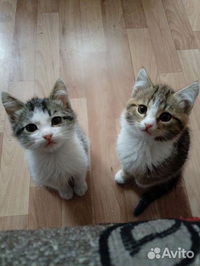 Кошечка и котик в добрые руки бесплатно
