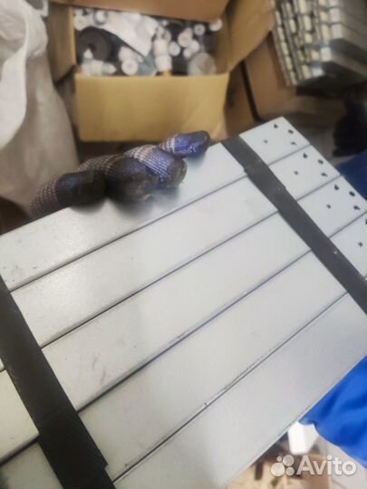 Балласт el2x36ngn