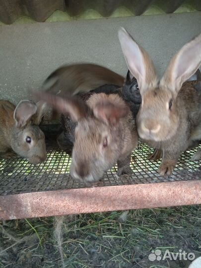 Продаю кроликов