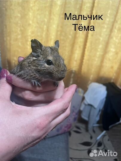 Белки дегу