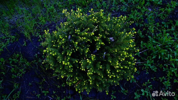 Ель нидиформис