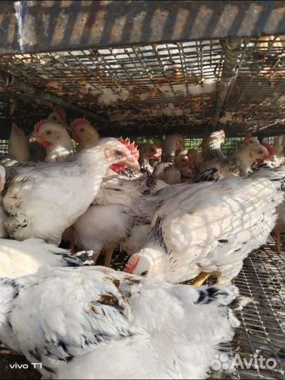 Курочки петушки