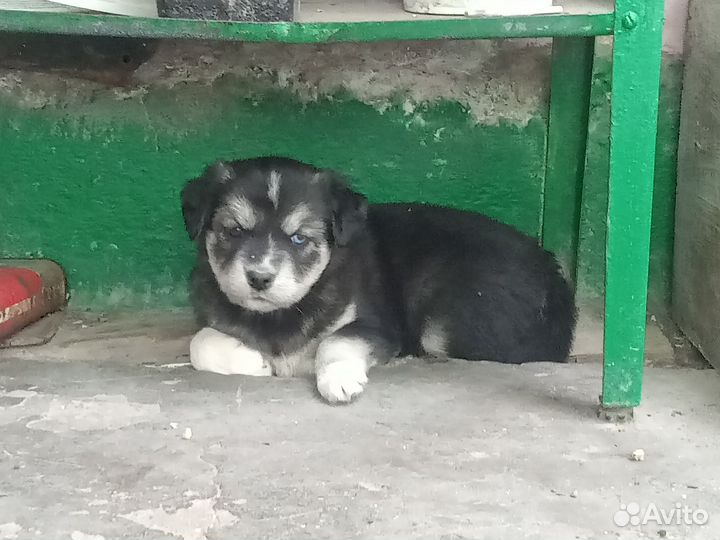 Щенки бесплатно