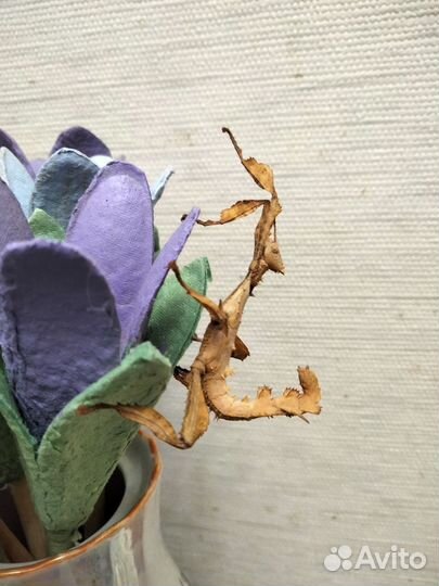 Австралийский палочник