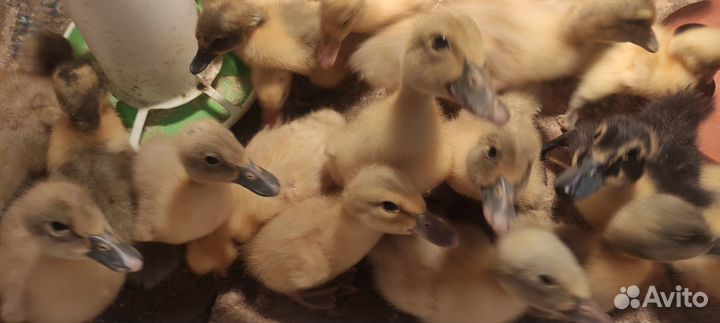Утята цыплята