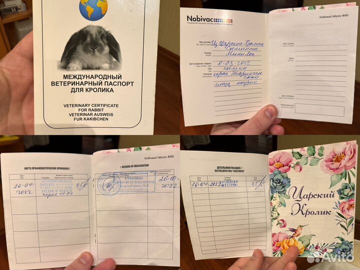 Декоративный кролик минилоп + вольер большой