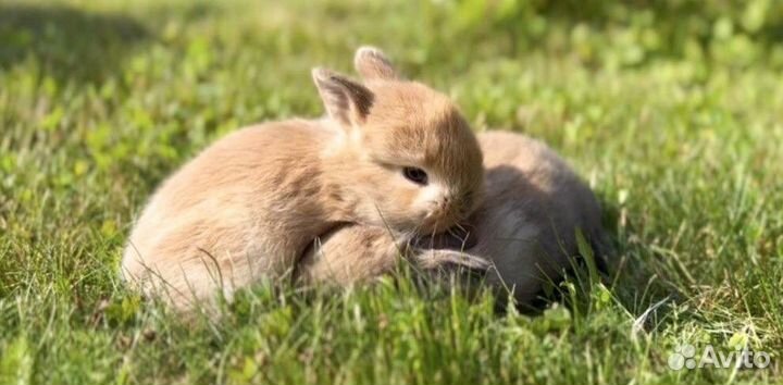 Мини Карликовые Кролики в Питомнике Привитые