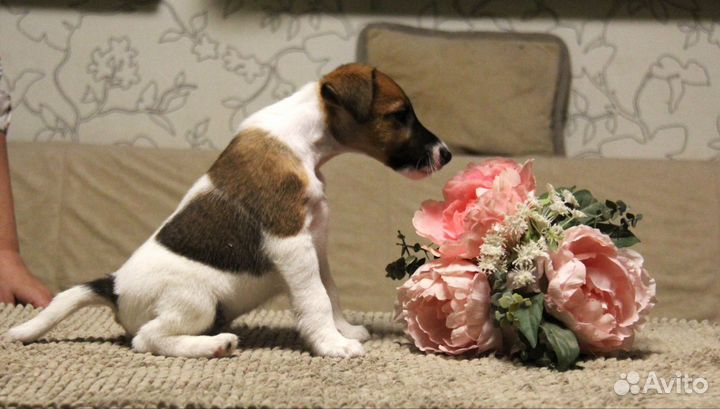 Фокстерьер щенки