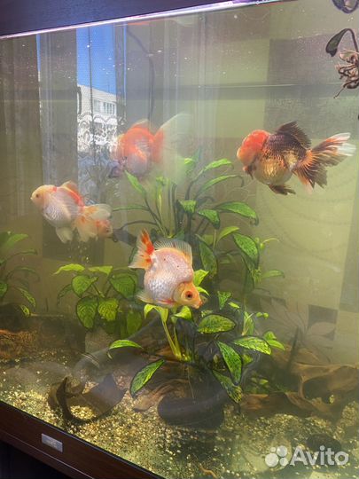 Золотые рыбки оранда