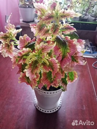 Колеусы вегетативные