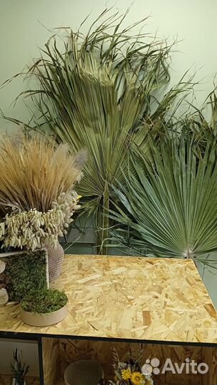 Листья пальмы Вашингтония