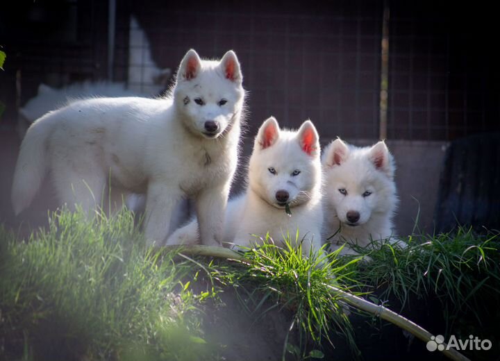 Белые щенки хаски