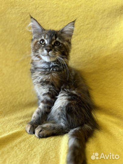 Котята мейн-кун