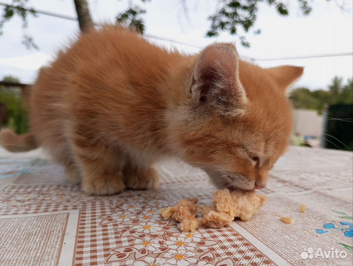 Котик в добрые руки
