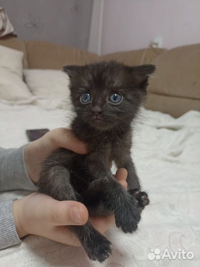 Котята