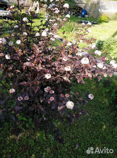 Декоративные кустарники