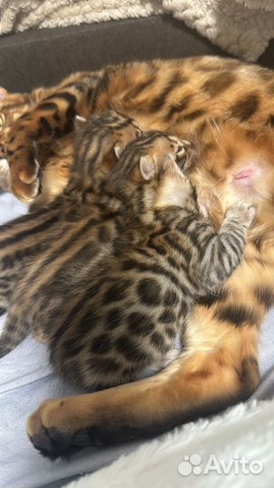 Бенгальские котята