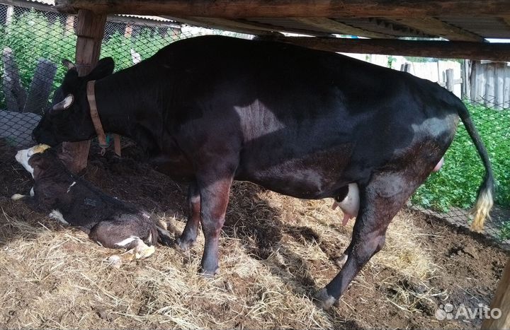 Корова и телочка