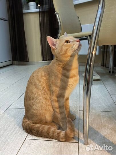 Рыжий кот