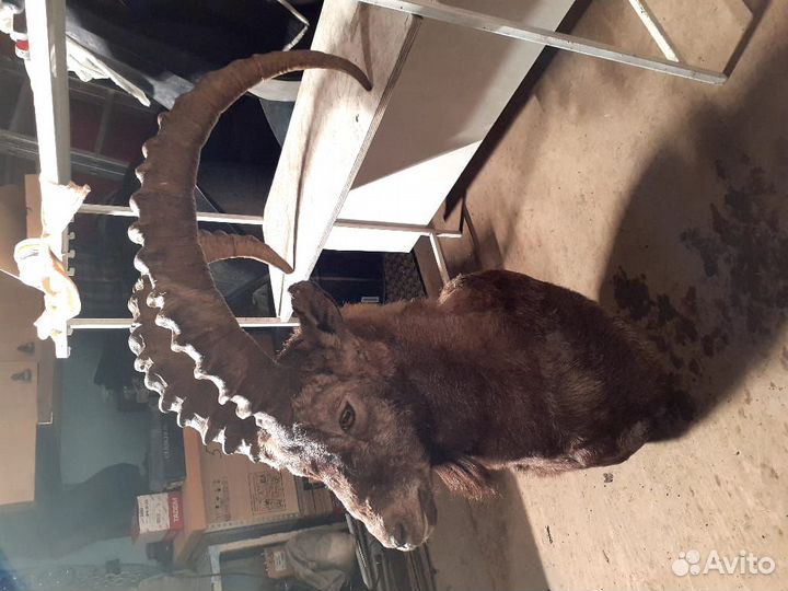 Колекционирование.Чучело Козерога