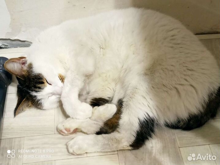 Ласковая кошечка