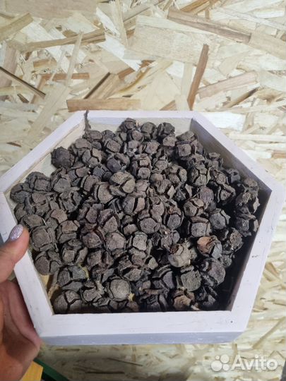 Шишки кипариса, цена за набор 40 шт