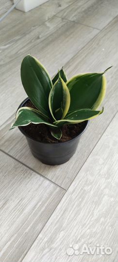 Сансевиерия сортовая