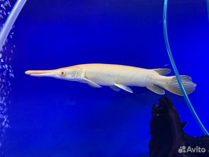 Щука аквариумная альбино
