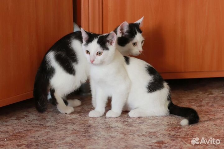 Котята в добрые руки. Мальчики 3,5 мес
